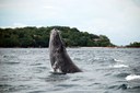 Whales make Panama their breeding grounds especially around the Pearl Islands